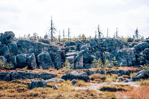 Forest with dead spruce deciduous trees on top Mount Vottovaara Karelia, Russ Stock Photos