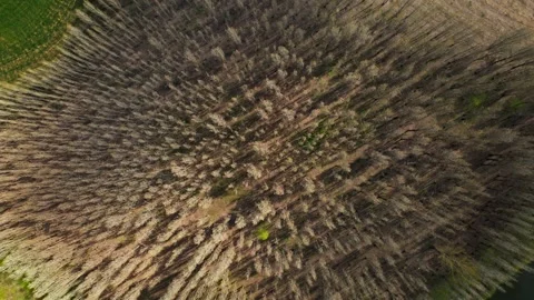 A forest with dead trees and a brownish color Stock Footage 327912143
