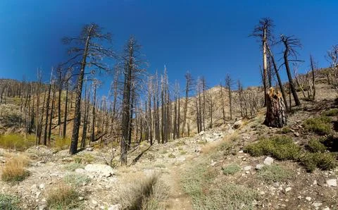 A forest with dead trees and a clear blue sky Foto stock