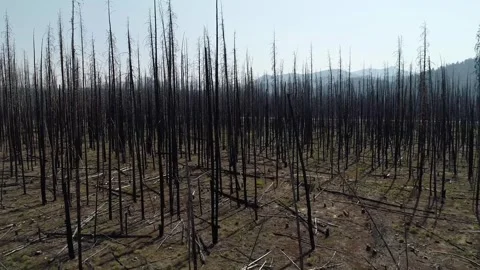 A forest with dead trees and a sky in the background Stock Footage 291916694