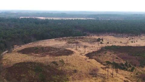 Forest with deadgrass aerial Stock Footage 240388237