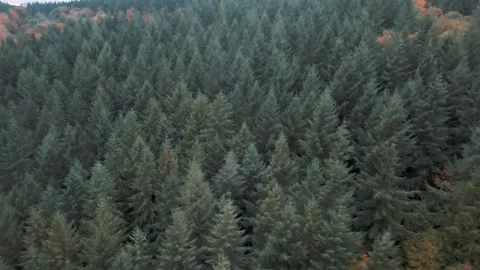 Forest of Dean Fall Foliage Coniferous woodland 4K Drone Landscape Stock Footage 321448533