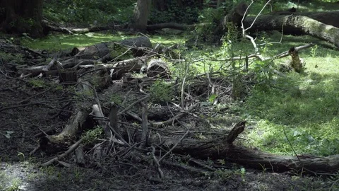 Forest Debris on the Bank of the Wallkill River Video stock 84146885