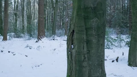 Forest Decay Growth, Macro View Showcasing Weathered Tree Trunks And Lush Moss Stock Footage 327052238