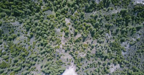 Forest deciduous and coniferous. top of trees. green. nature. Clean Air. Stock Footage 74679685