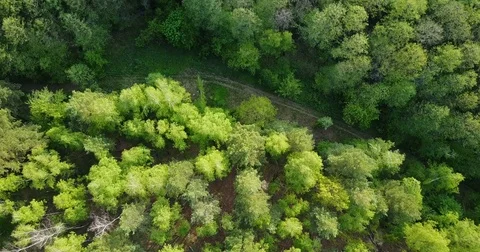 Forest deciduous and coniferous. top of trees. green. nature. Clean Air. Stock Footage 75826598