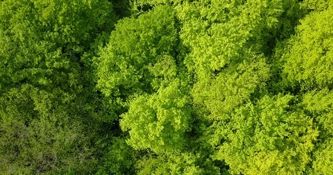 Forest deciduous and coniferous. top of trees. green. nature. Clean Air. Stock Footage 75827210