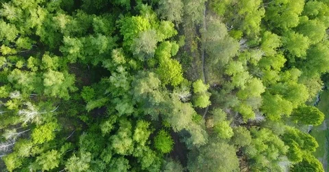 Forest deciduous and coniferous. top of trees. green. nature. Clean Air. Vidéo 75841597