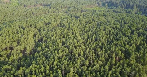 Forest deciduous and coniferous. top of trees. green. nature. Clean Air. Stock Footage 75842639