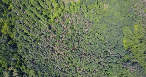 Forest deciduous and coniferous. top of trees. green. nature. Clean Air. Stock Footage 76809953