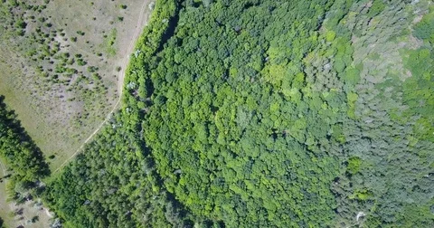 Forest deciduous and coniferous. top of trees. green. nature. Clean Air. Stock Footage 76820381
