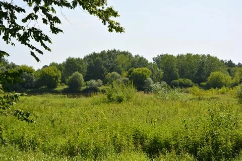 Forest of deciduous trees with Bug River of village Rybienko Nowe, Poland. Stock Photos