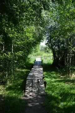 Forest of deciduous trees with Bug River of village Rybienko Nowe, Poland. Stock Photos