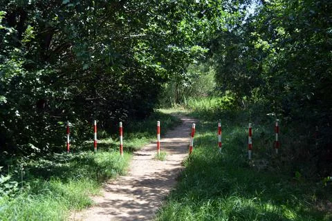 Forest of deciduous trees with Bug River of village Rybienko Nowe, Poland. Stock Photos