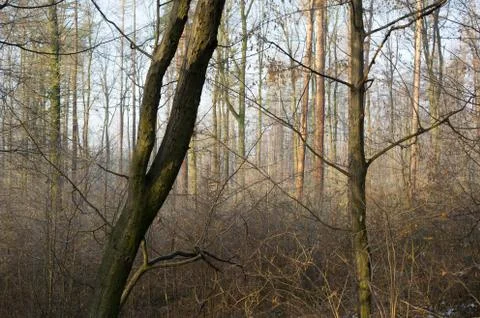 Forest with deciduous trees during late autumn or winter Stock Photos