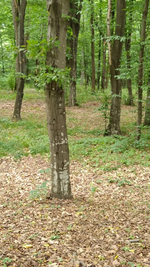 Forest with deciduous trees rays of light break through Video stock 312233690