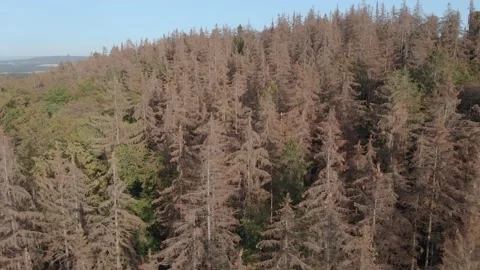 Forest decline: Flight over dead spruces in Central Europe Stock Footage 141216806