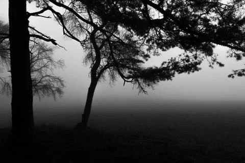 Forest in deep fog with two trees in the front Stock Photos