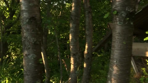 Forest deer feeder with hay on a summer edge of a sunny summer evening Stock Footage 132343355