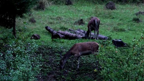 Forest deer 스톡 동영상 82721319