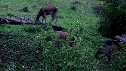 Forest deer 스톡 동영상 82721450
