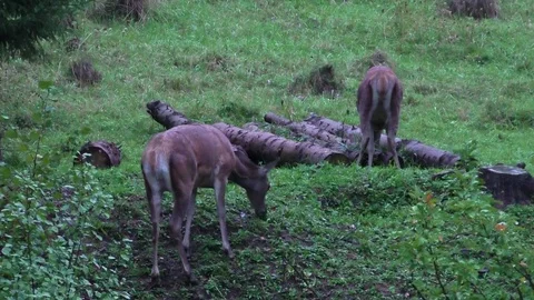 Forest deer Stock Footage 82721468