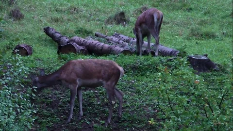 Forest deer Stock-Footage 82721494