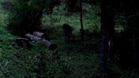 Forest deer Stock Footage 82721504