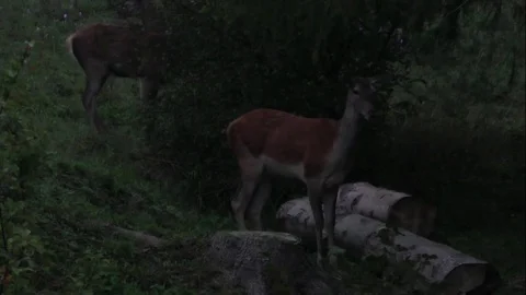 Forest deer Video stock 82723026