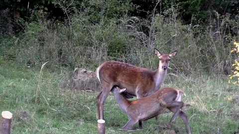 Forest deer 스톡 동영상 82723040