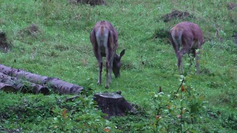 Forest deer Video stock 82723073