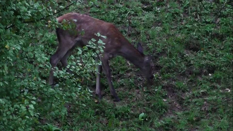 Forest deer Stock Footage 82723195