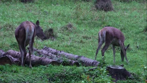 Forest deer Stock-Footage 82723212