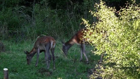 Forest deer Stock Footage 82725132