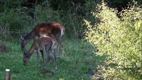 Forest deer Stock Footage 82725183