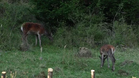 Forest deer Stock Footage 82725248