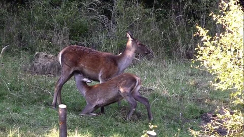 Forest deer Video stock 82725312