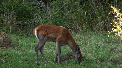 Forest deer Stock-Footage 82725337