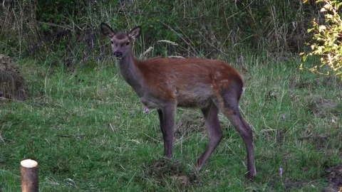 Forest deer Stock Footage 82725455