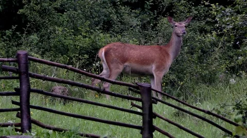 Forest deer Stock Footage 82725504