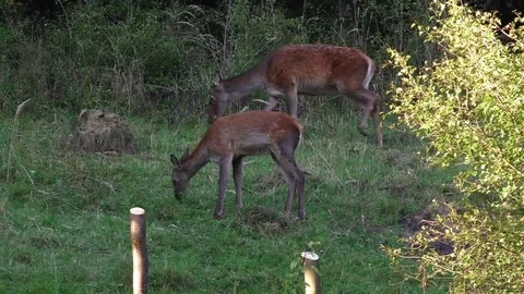 Forest deer Stock-Footage 82734053