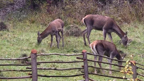 Forest deer Stock-Footage 82734077
