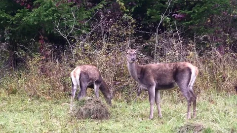 Forest deer 스톡 동영상 82734090