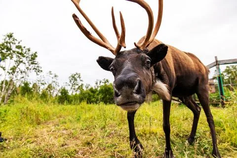 Forest deer funny looking at the camera, natural background. Foto stock