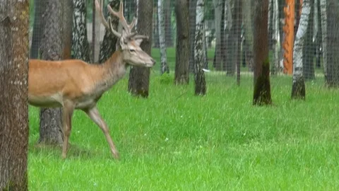 Forest deer grazes on grass among trees in a natural setting during daytime in a Stock Footage 337965821