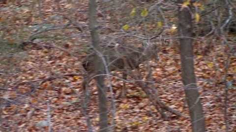 Forest - Deer Makes Narrow Escape Stock Footage 42934003