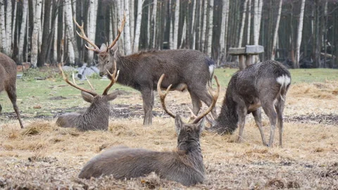 Forest deer walk through the forest, animals on pasture Stock Footage 144573950