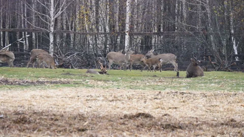 Forest deer walk through the forest, animals on pasture Stock Footage 144574040