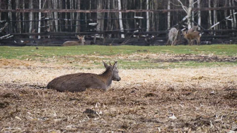 Forest deer walk through the forest, animals on pasture Video stock 144574132