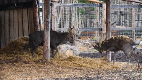 Forest deer walk through the forest, animals on pasture Stock Footage 144574385